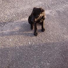 Blanding af racer Maggie