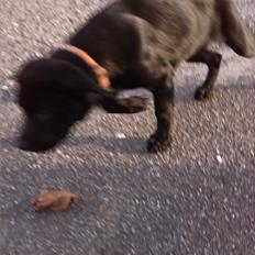 Blanding af racer Maggie