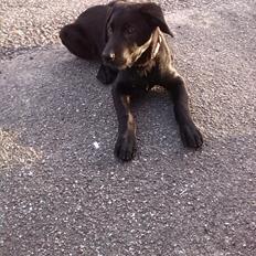 Blanding af racer Maggie