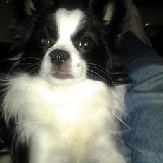 Chihuahua Elvis The King