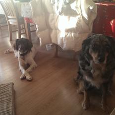 Field Trial spaniel Tulle