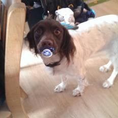 Field Trial spaniel Tulle