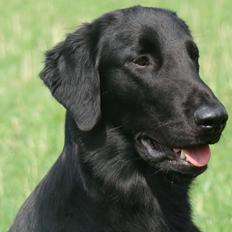 Flat coated retriever Tanima Flatcoats - Catch A Wave  "Homer"