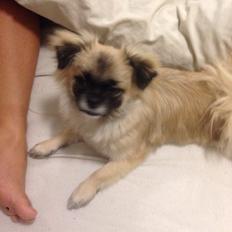 Blanding af racer Karla