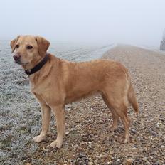 Labrador retriever Ziggi