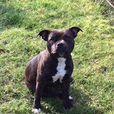 Staffordshire bull terrier Shiva