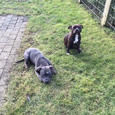 Staffordshire bull terrier Shiva