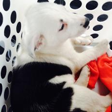 Border collie Stella