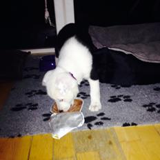 Border collie Stella