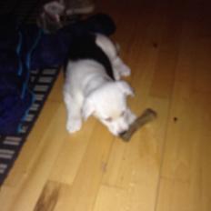 Border collie Stella