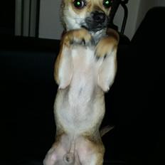 Chihuahua Uffe