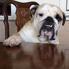 Engelsk bulldog Bjarne