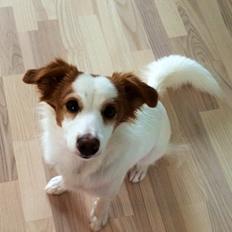 Blanding af racer Diana