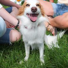 Blanding af racer Diana