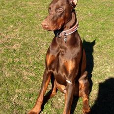 Dobermann Piro di Altobello
