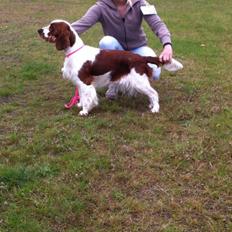 Welsh springer spaniel Kiwi "Big picture"