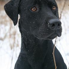 Labrador retriever Maxjans Niko