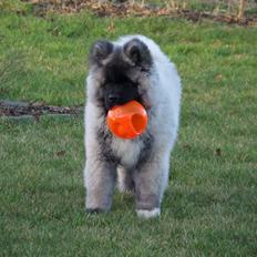 American Akita Akidan Breaking The Waves "RIKI" <3