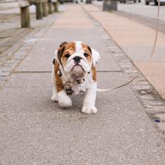 Engelsk bulldog Winston (tidligere hund) 