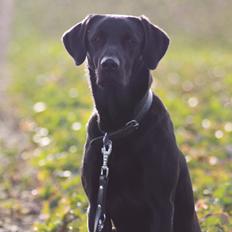 Labrador retriever Mickey
