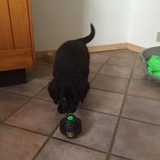 Blanding af racer Kino