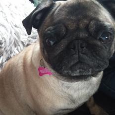 Mops Rosa Himmelhund