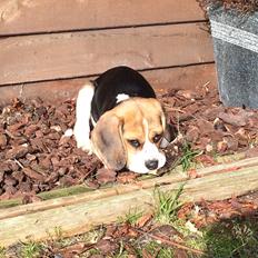 Beagle Nellie