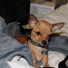 Chihuahua vera