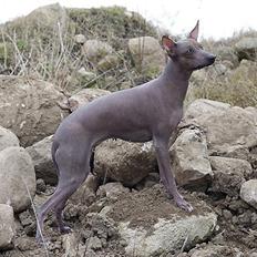 Peruviansk hårløs Barbie