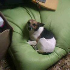 Dansk svensk gaardhund Polle (Poco)