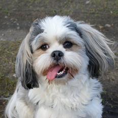 Lhasa apso Tucker