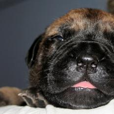 Bullmastiff Bullsaints Haress Al Dar