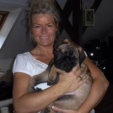 Bullmastiff Bullsaints Haress Al Dar