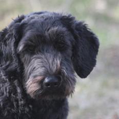 Blanding af racer Tumle