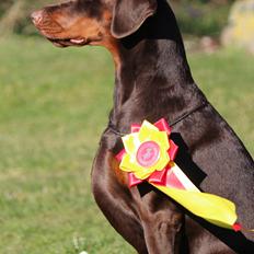 Dobermann DKKV13 AJW13 LUCH Proud Danish Flying Indian Girl