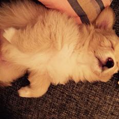 Blanding af racer Molly