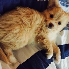 Blanding af racer Molly