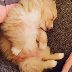 Blanding af racer Molly