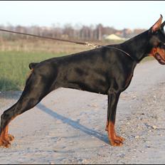 Dobermann Tahi-reme Nadya Nikita