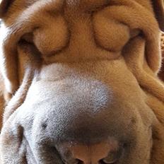 Shar pei Chuck Norris