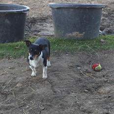 Jack russell terrier Pepsi