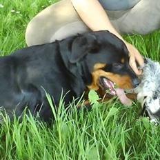 Rottweiler Ilse