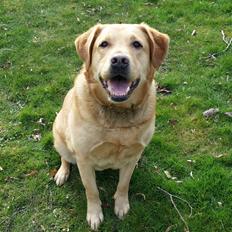 Blanding af racer Diego 