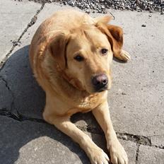 Blanding af racer Diego 