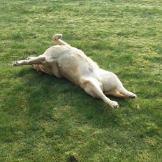 Blanding af racer Diego 