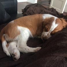 Welsh springer spaniel ELEGANCE ( NALA )
