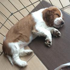 Welsh springer spaniel ELEGANCE ( NALA )