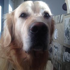 Golden retriever Victor Farmer Hills