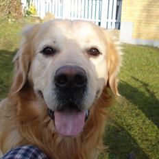 Golden retriever Victor Farmer Hills