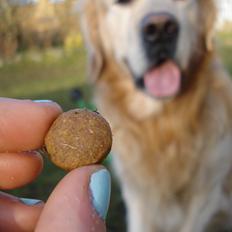 Golden retriever Victor Farmer Hills